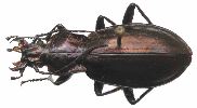 Carabus (Chrysocarabus) lineatus (photo 6)