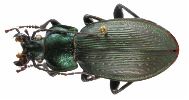Carabus (Morphocarabus) monilis (photo 8)
