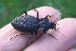 Carabus (Hygrocarabus) nodulosus, sur le vif (photo 1)