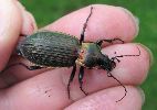 Carabus (Macrothorax) morbillosus,sur le vif (photo 1)