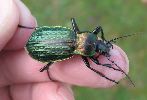 Carabus (Macrothorax) morbillosus,sur le vif (photo 3)