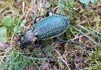 Carabus (Macrothorax) morbillosus,sur le vif (photo 4)