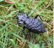 Carabus (Hygrocarabus) nodulosus, sur le vif (photo 2)