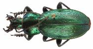 Carabus (Morphocarabus) monilis (photo 9)