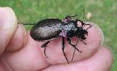 Archicarabus nemoralis sur le vif (photo 4)