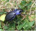 Mesocarabus problematicus sur le vif (photo 1)