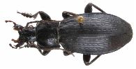 Carabus (Morphocarabus) monilis (photo 10)