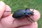 Mesocarabus problematicus sur le vif (photo 4)