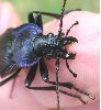 Mesocarabus problematicus sur le vif (photo 5)