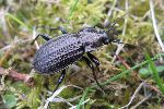 Carabus granulatus sur le vif