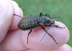Carabus granulatus en main.