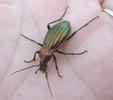 Carabus (Chrysocarabus) solieri, photo 3.