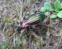 Carabus (Chrysocarabus) solieri, photo 2.