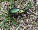 Carabus (Chrysocarabus)  solieri, le carabe de Solier.