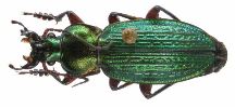 Carabus (Morphocarabus) monilis (photo 11)