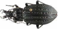 Carabus (Limnocarabus) clathratus