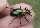 Carabus (Chrysocarabus) solieri, le carabe de Solier en main