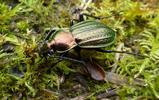 Carabe des champs (Carabus arvensis)