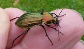 Carabe des champs (Carabus arvensis), en main.