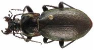 Carabus (Archicarabus) nemoralis (photo 1)