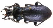 Carabus (Archicarabus) nemoralis (photo 2)