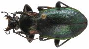 Carabus (Archicarabus) nemoralis (photo 3)