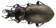 Carabus (Archicarabus) nemoralis (photo 5)