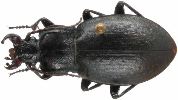 Carabus (Archicarabus) monticola