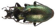 Carabus (Archicarabus) nemoralis (photo 4)