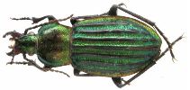 Carabus (Hemicarabus) nitens