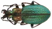 Carabus (Autocarabus) cristoforii (photo 1)