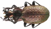 Carabus (Autocarabus) cristoforii (photo 2)