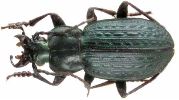 Carabus (Autocarabus) cristoforii (photo 3)