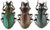 Carabus (Autocarabus) cristoforii, gamme chromatique