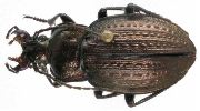 Carabus (Autocarabus) vagans