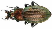 Carabus (Autocarabus) cancellatus (photo 1)