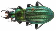 Carabus (Autocarabus) cancellatus (photo 2)