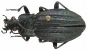 Carabus (Autocarabus) cancellatus (photo 3)