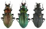 Carabus (Autocarabus) cancellatus, gamme chromatique