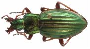 Carabus (Autocarabus) auratus (photo 1)