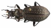 Carabus (Carabus) granulatus (photo 1)