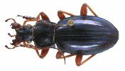 Carabus (Autocarabus) auratus (photo 6)