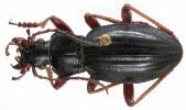 Carabus (Autocarabus) auratus (photo 7)