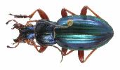Carabus (Autocarabus) auratus (photo 5)