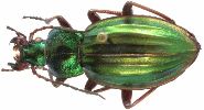 Carabus (Autocarabus) auratus (photo 2)