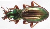 Carabus (Autocarabus) auratus (photo 3)