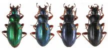 Carabus (Autocarabus) auratus, gamme chromatique