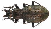 Carabus (Oreocarabus) fairmairei