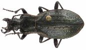 Carabus (Oreocarabus) putzeysianus