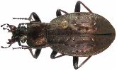 Carabus (Oreocarabus) sylvestris